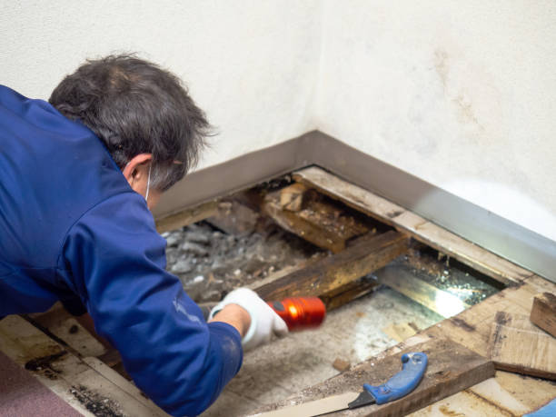 Best Health and Safety Mold Remediation in Jordan, MN