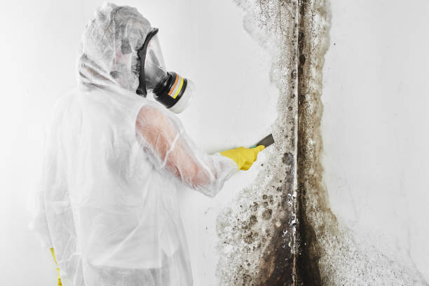 Reliable Jordan, MN Mold Remediation Solutions