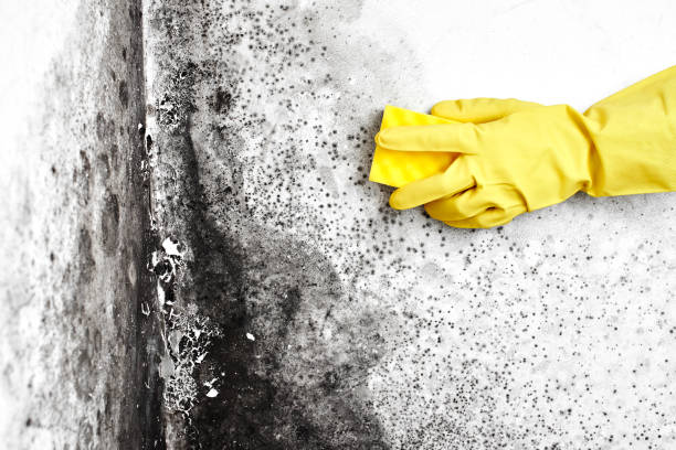 Trusted Jordan, MN Mold Remediation Experts