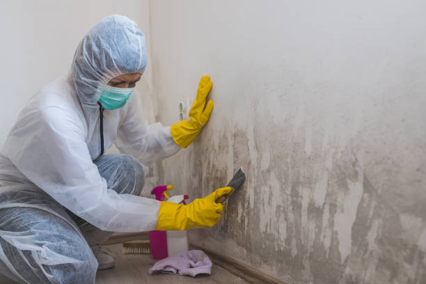 Best Bathroom Mold Remediation in Jordan, MN