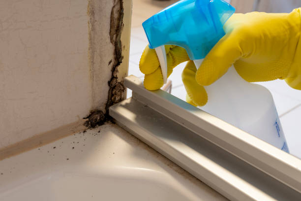 Best Localized Mold Remediation (e.g., coastal areas, humid climates) in Jordan, MN