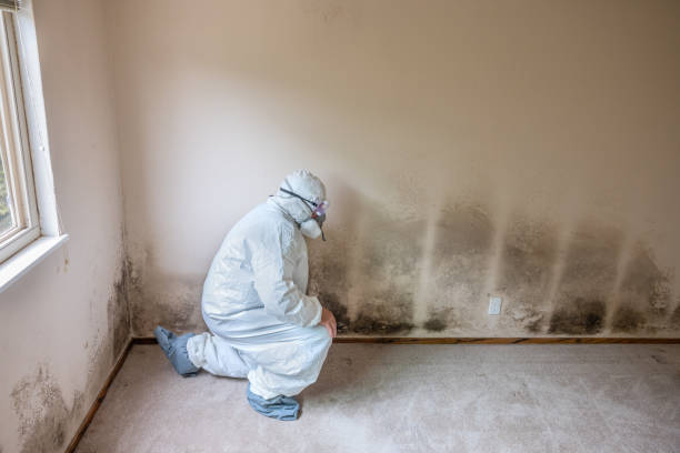 Best Basement Mold Remediation in Jordan, MN