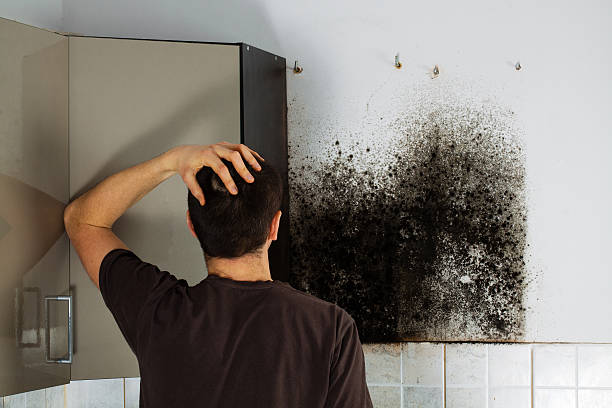 Best Residential Mold Remediation in Jordan, MN